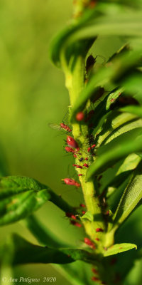 Goldenglow Aphids