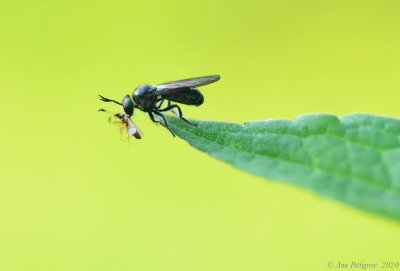 Robber Fly sp.