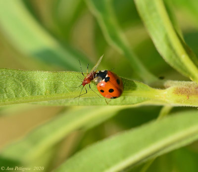 Seven-spotted Lady Beetle with Goldenglow Aphid