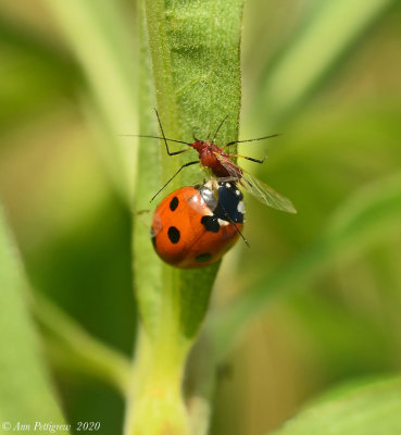 Seven-spotted Lady Beetle with Goldenglow Aphid