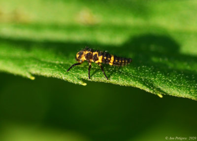 Lady Beetle Nymph