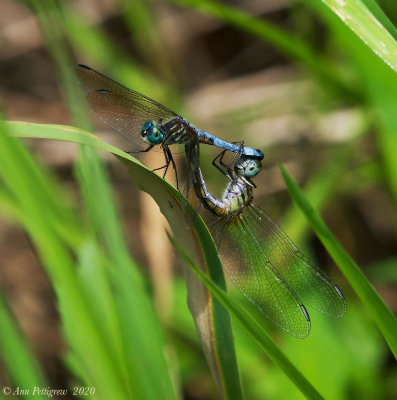 Mating Blue Dashers