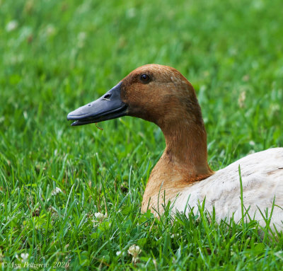 Mallard Hybrid