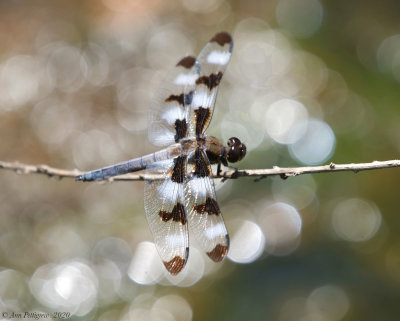 Twelve-spotted Skimmer (Male)