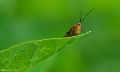 Scorpionfly