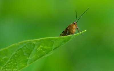 Scorpionfly