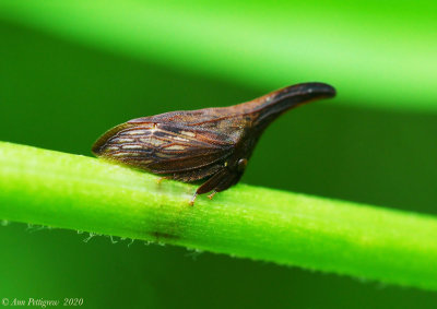 Wide-footed Treehopper 