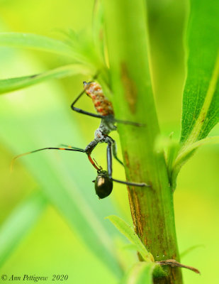 Wheel Bug Nymph with Beetle