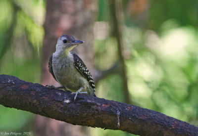 Red-bellied Woodpecker Fledgling