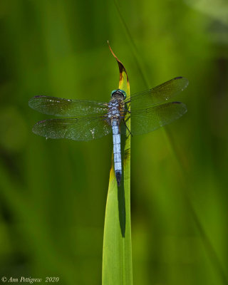 Blue Dasher (Male)