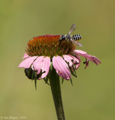 Hostile Leaf-cutter Bee