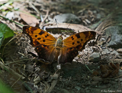 Eastern Comma