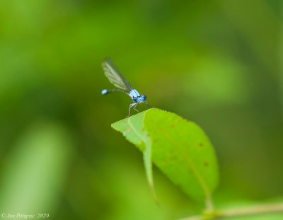 Blue-fronted Dancer - Male