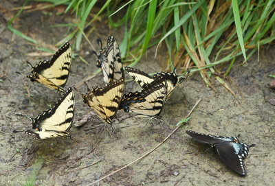 Eastern Tiger and Spicebush Swallowtails - Males