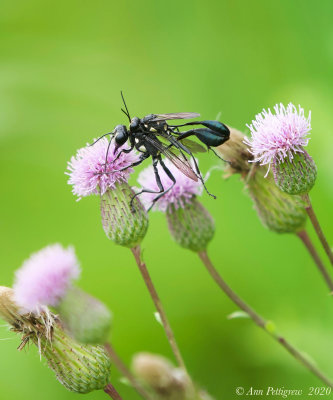 Mating Wasps