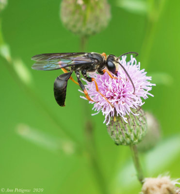 Wasp sp.