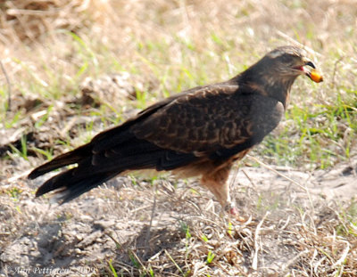 Snail Kite Juvenile