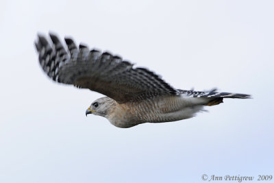 Red-shouldered Hawk