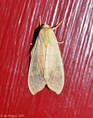Banded-Tussock Moth