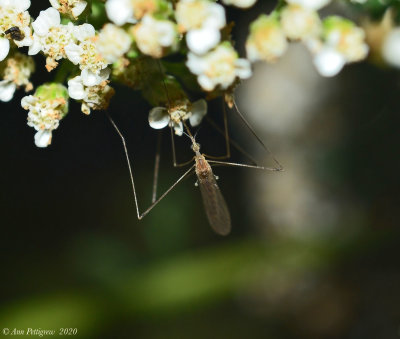 Crane Fly