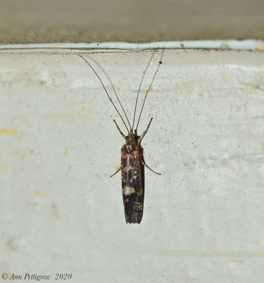 Caddisfly 