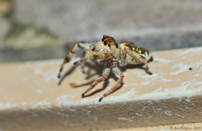 Emerald Jumping Spider