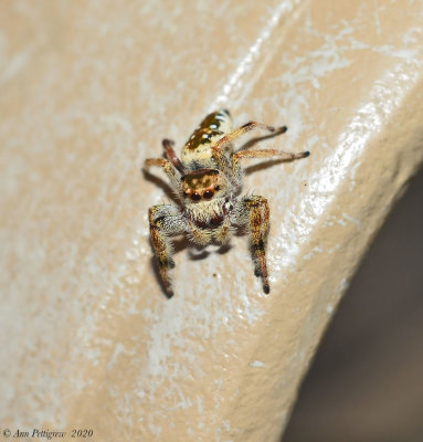 Emerald Jumping Spider