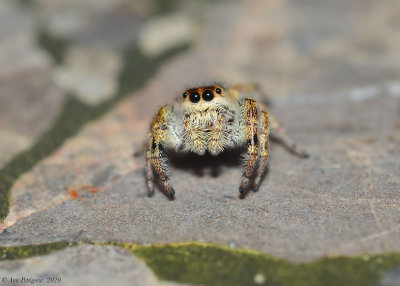 Emerald Jumping Spider