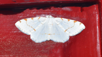 Lesser Maple Spanworm Moth