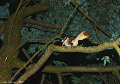 Southern Flying Squirrel