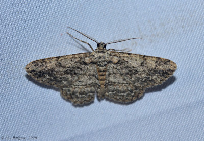 Common Gray