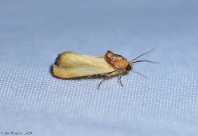 Yellow Spragueia Moth