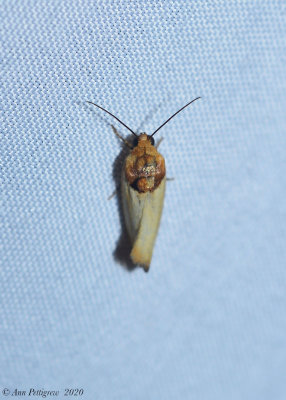 Yellow Spragueia Moth