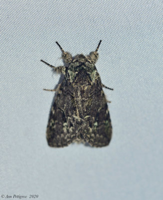 Moth sp.