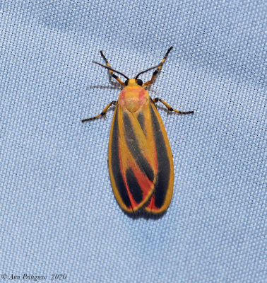 Painted Lichen Moth