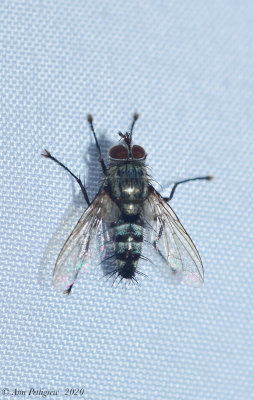 Parasitic Fly sp.