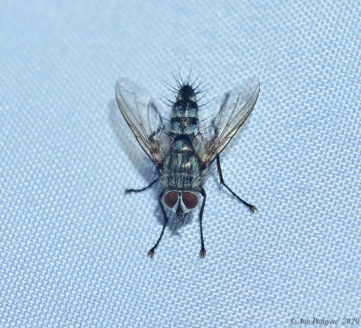 Parasitic Fly