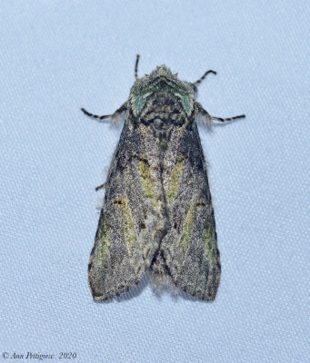 Moth sp.