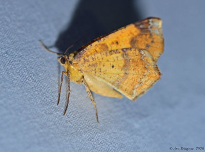 Moth sp.