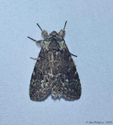 Moth sp.