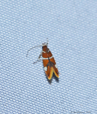 Suzuki's Promalactis Moth