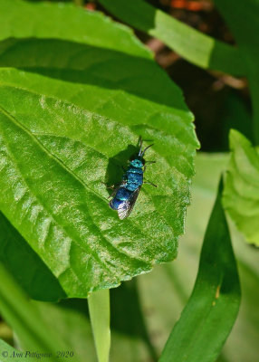 Cuckoo Wasp