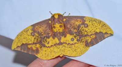 Imperial Moth