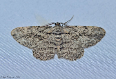 Common Gray