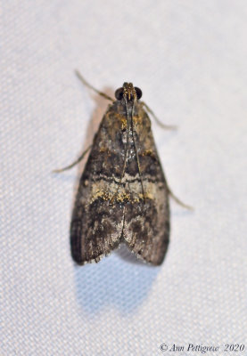 Moth sp. (possible Maple Webworm)