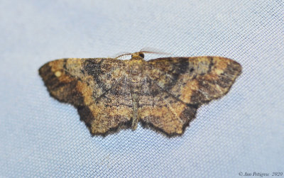 Moth sp.