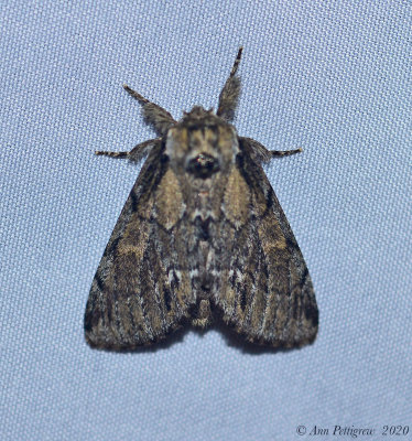 Moth sp.