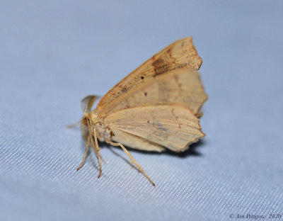 Moth sp.