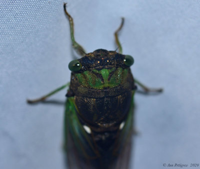 Swamp Cicada