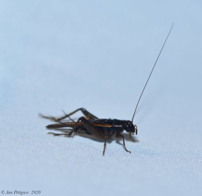 Cricket sp.